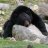 Honor Bear