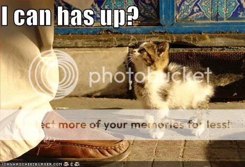 funny-pictures-kitten-wants-elevati.jpg