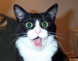 surprised-cat.jpg